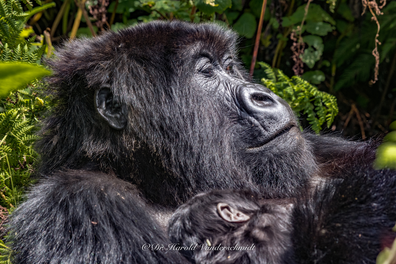 Gorilla Mother and Baby