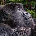 Gorilla Mother and Baby