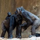 Gorilla-Mütter