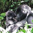 Gorilla Mutter mit Baby