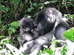 Gorilla Mutter mit Baby