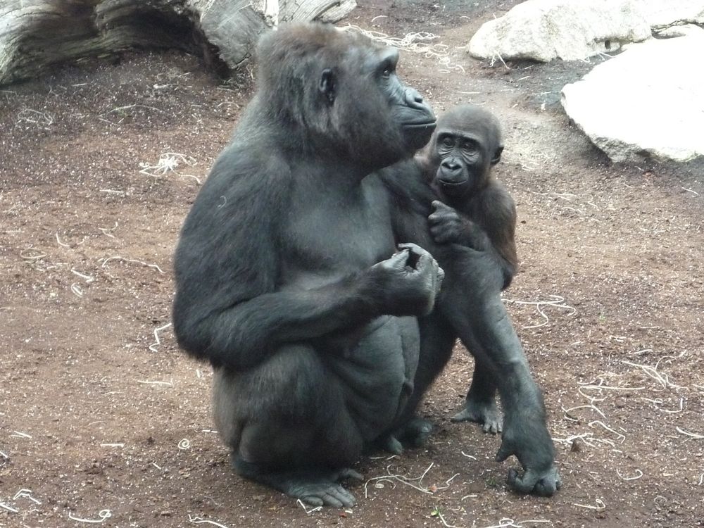 Gorilla - Mutter mit Baby