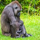 Gorilla Mutter mit Kind