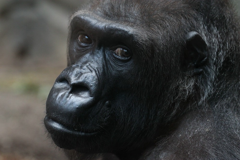 Gorilla-Mutter Rebecca