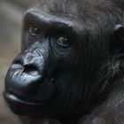 Gorilla-Mutter Rebecca