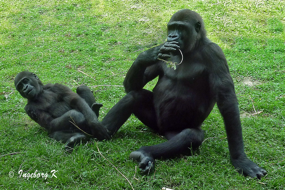 Gorilla - Mutter und Kind - nun spiel doch endlich mit mir -