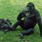 Gorilla - Mutter und Kind - nun spiel doch endlich mit mir -