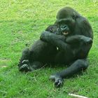 Gorilla - Mutter und Kind - sei nicht traurig, hab Dich doch lieb