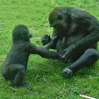 Gorilla - Mutter und Kind - was hast Du da fragt der Kleine