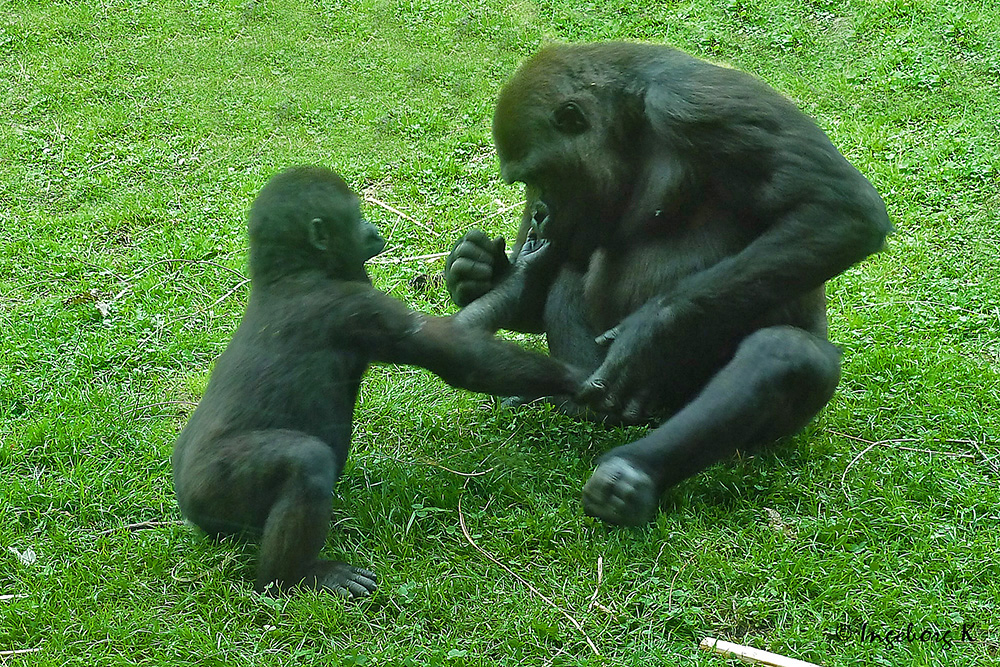Gorilla - Mutter und Kind - was hast Du da fragt der Kleine