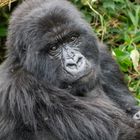 Gorilla Mutti