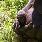 Gorilla-Nachwuchs
