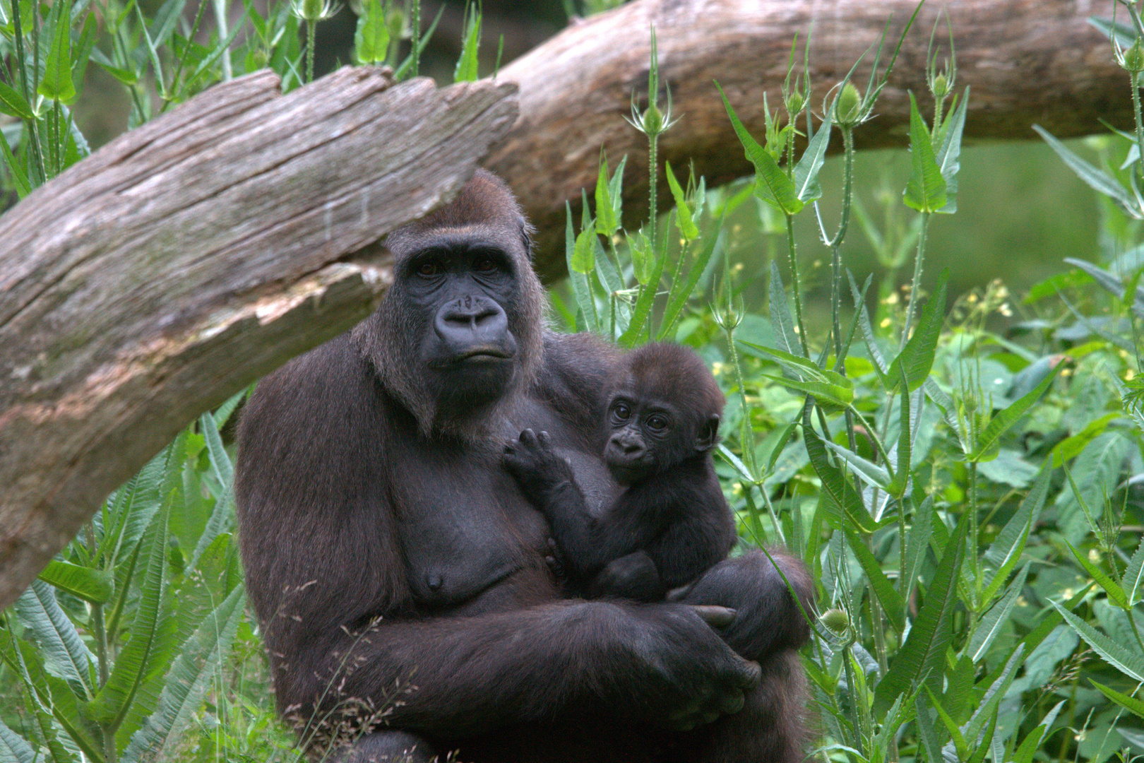 Gorilla-Nachwuchs auf sicherem Posten