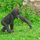 Gorilla Nachwuchs im Krefelder ZOO