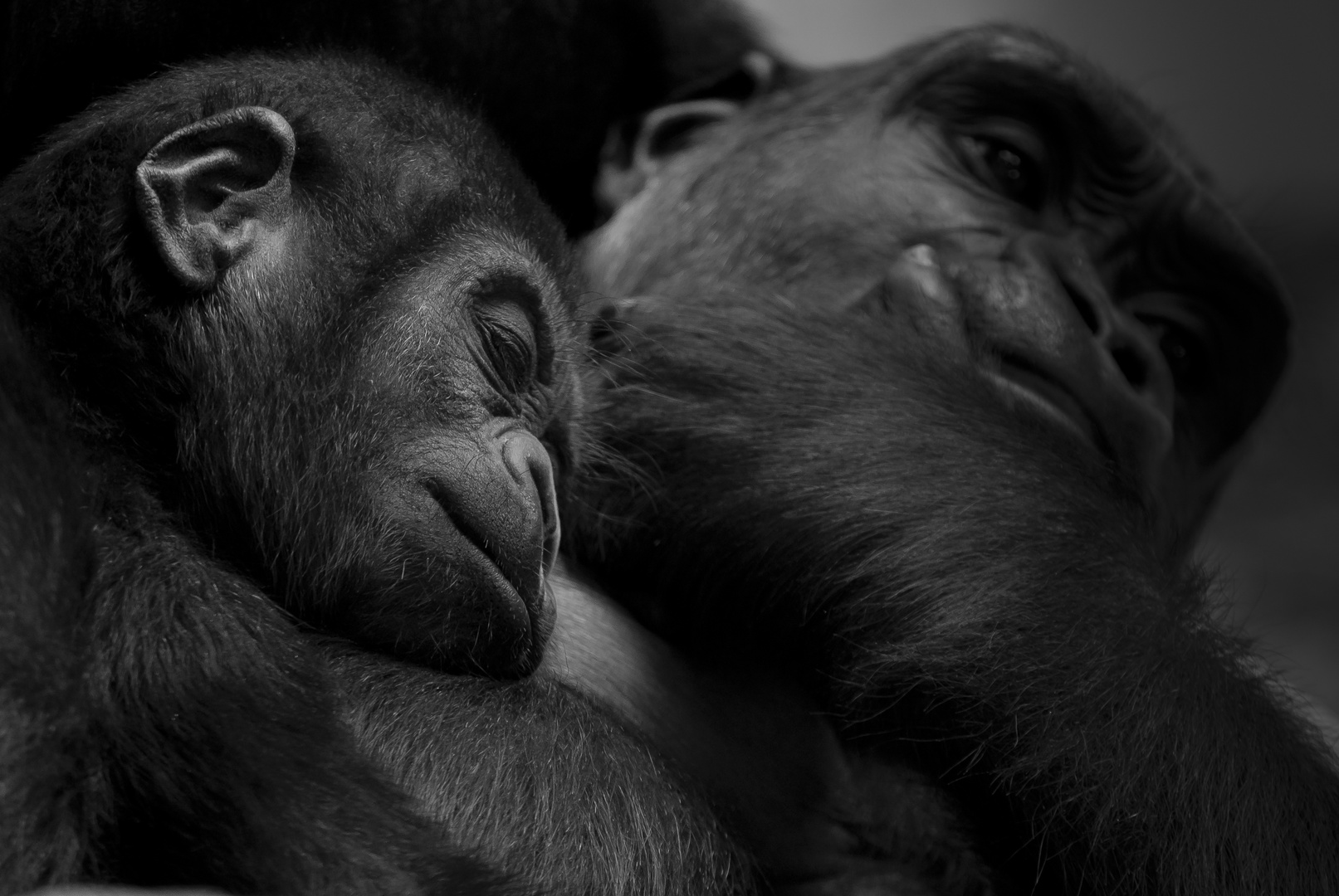 Gorilla-Nachwuchs, Krefelder Zoo, 2016