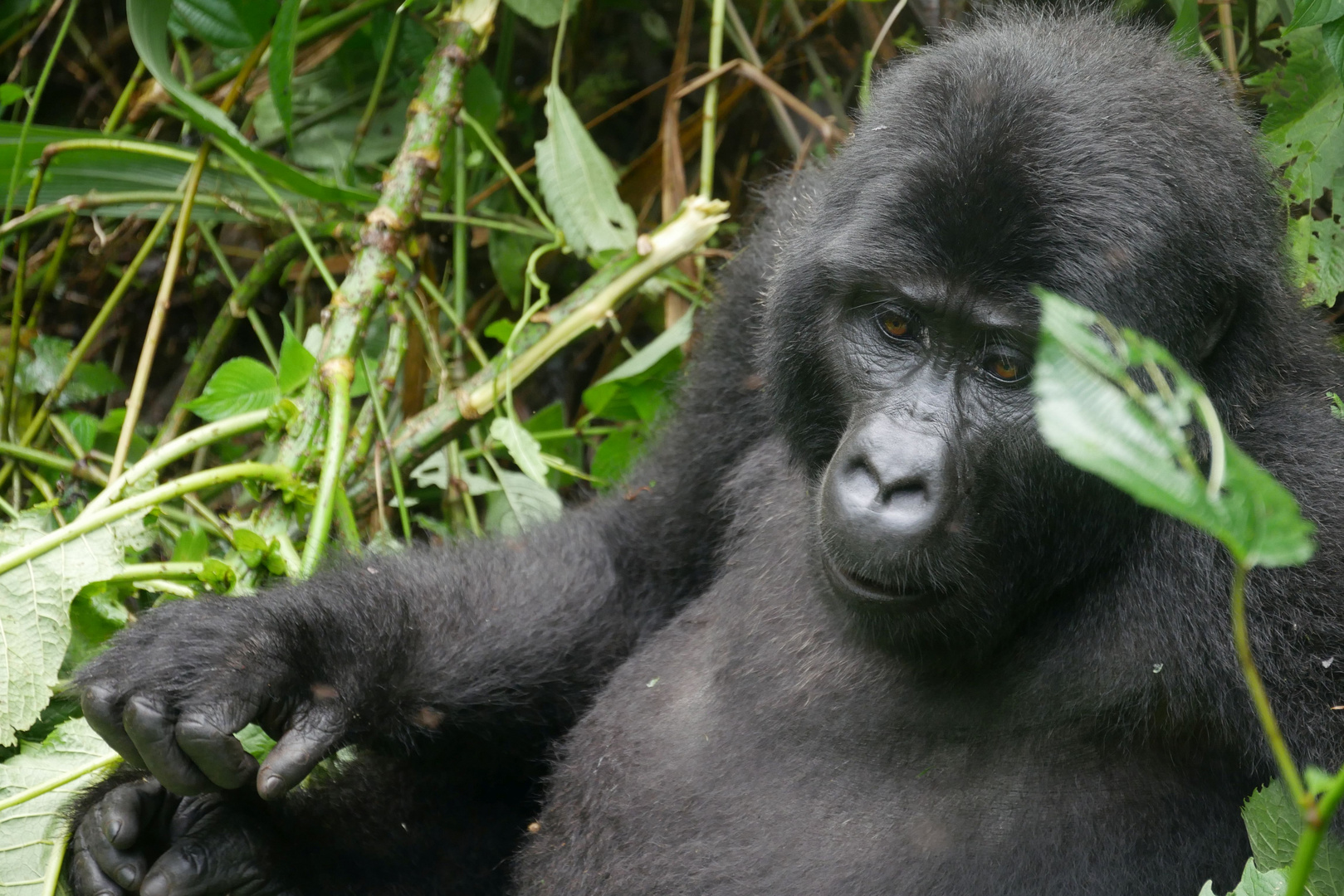 Gorilla neben mir