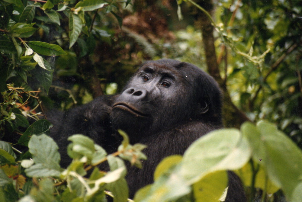 Gorilla noch nicht im Nebel