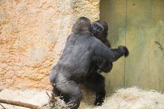 Gorilla Pärchen
