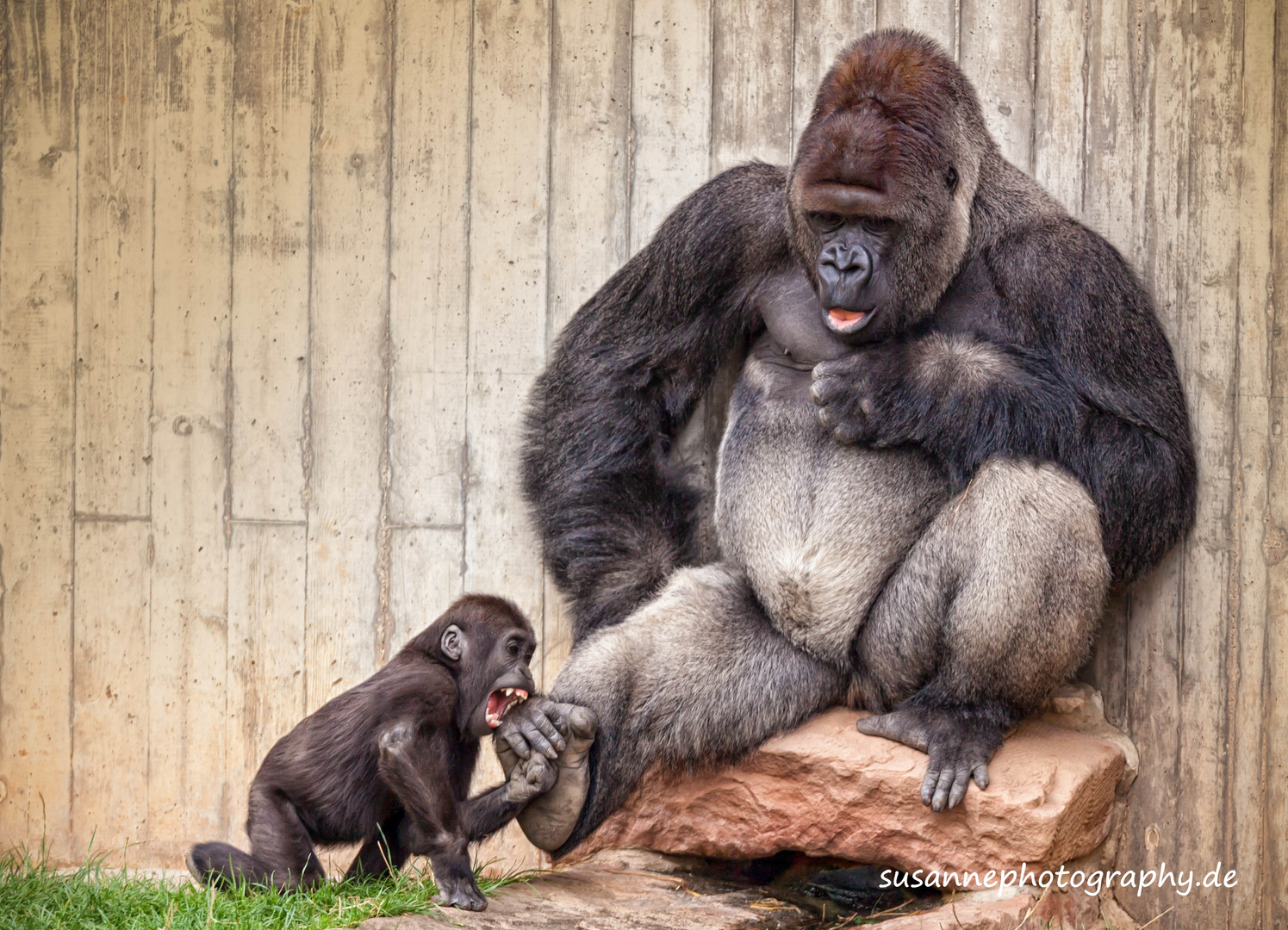 Gorilla Papa mit seinem Baby