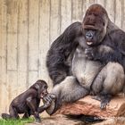 Gorilla Papa mit seinem Baby