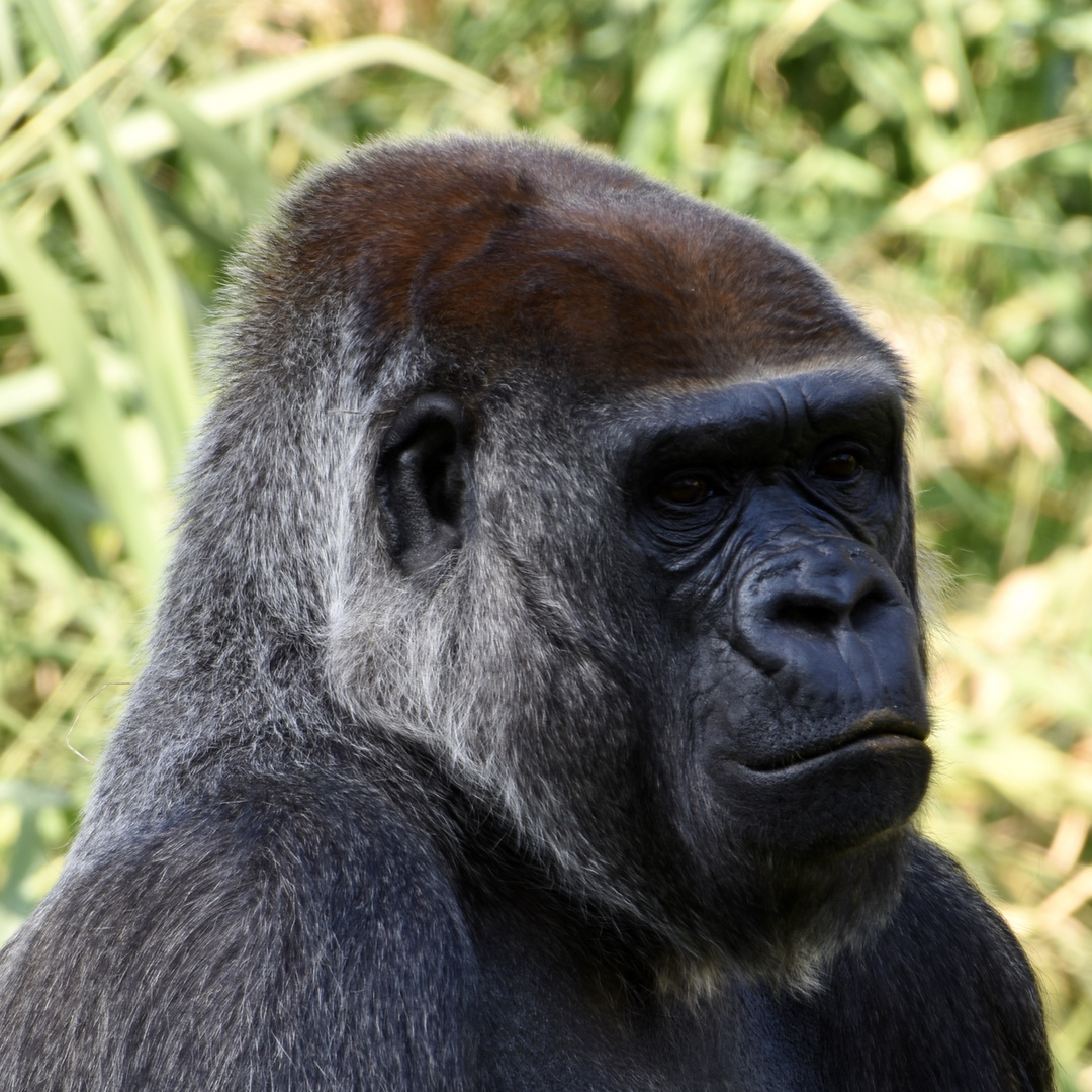Gorilla-Porträt