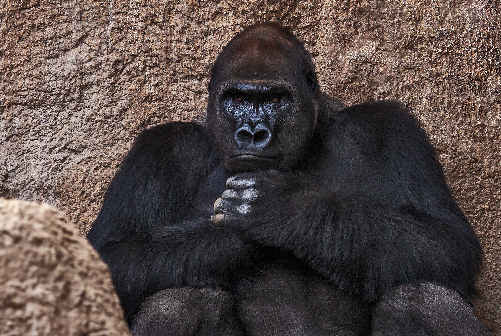 Gorilla-Portrait 001b