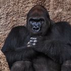 Gorilla-Portrait 001b