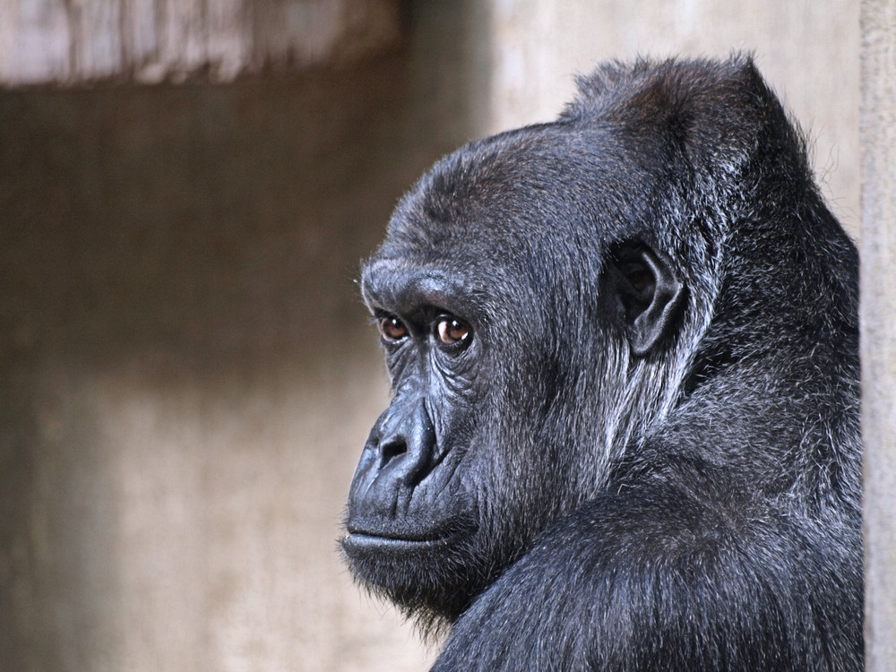 Gorilla Portrait