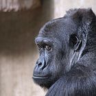 Gorilla Portrait