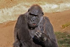 "Gorilla-Portrait"...