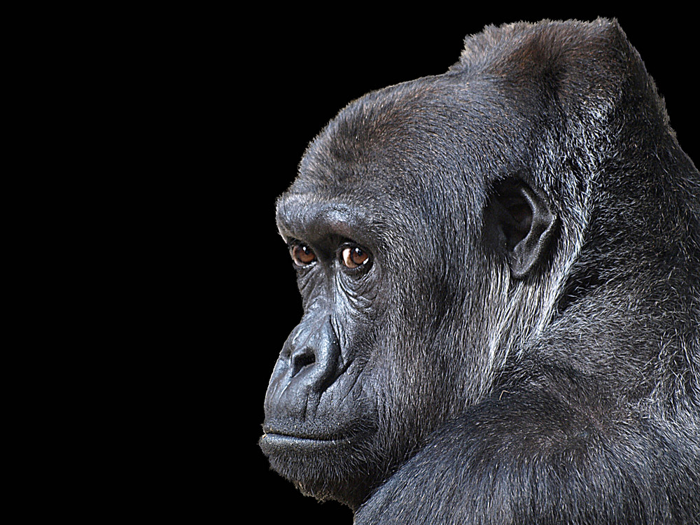 Gorilla Portrait 2