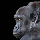 Gorilla Portrait 2