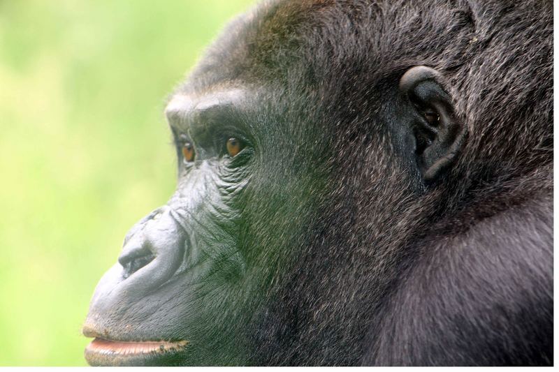 Gorilla-Portrait