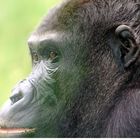 Gorilla-Portrait