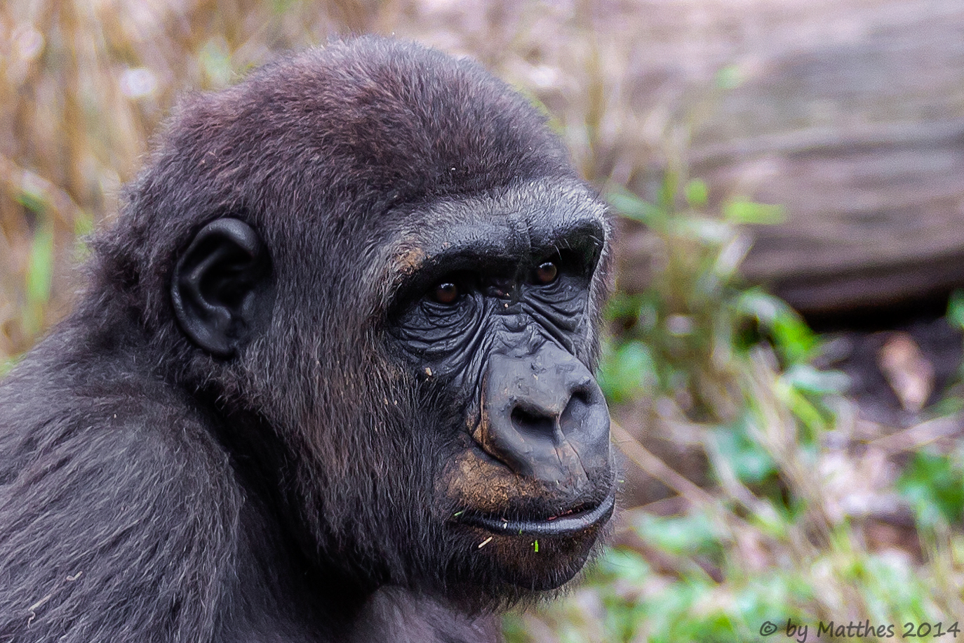 Gorilla-Portrait