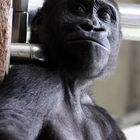 Gorilla Portrait