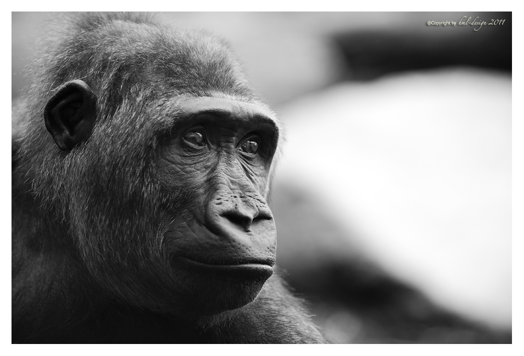 Gorilla Portrait