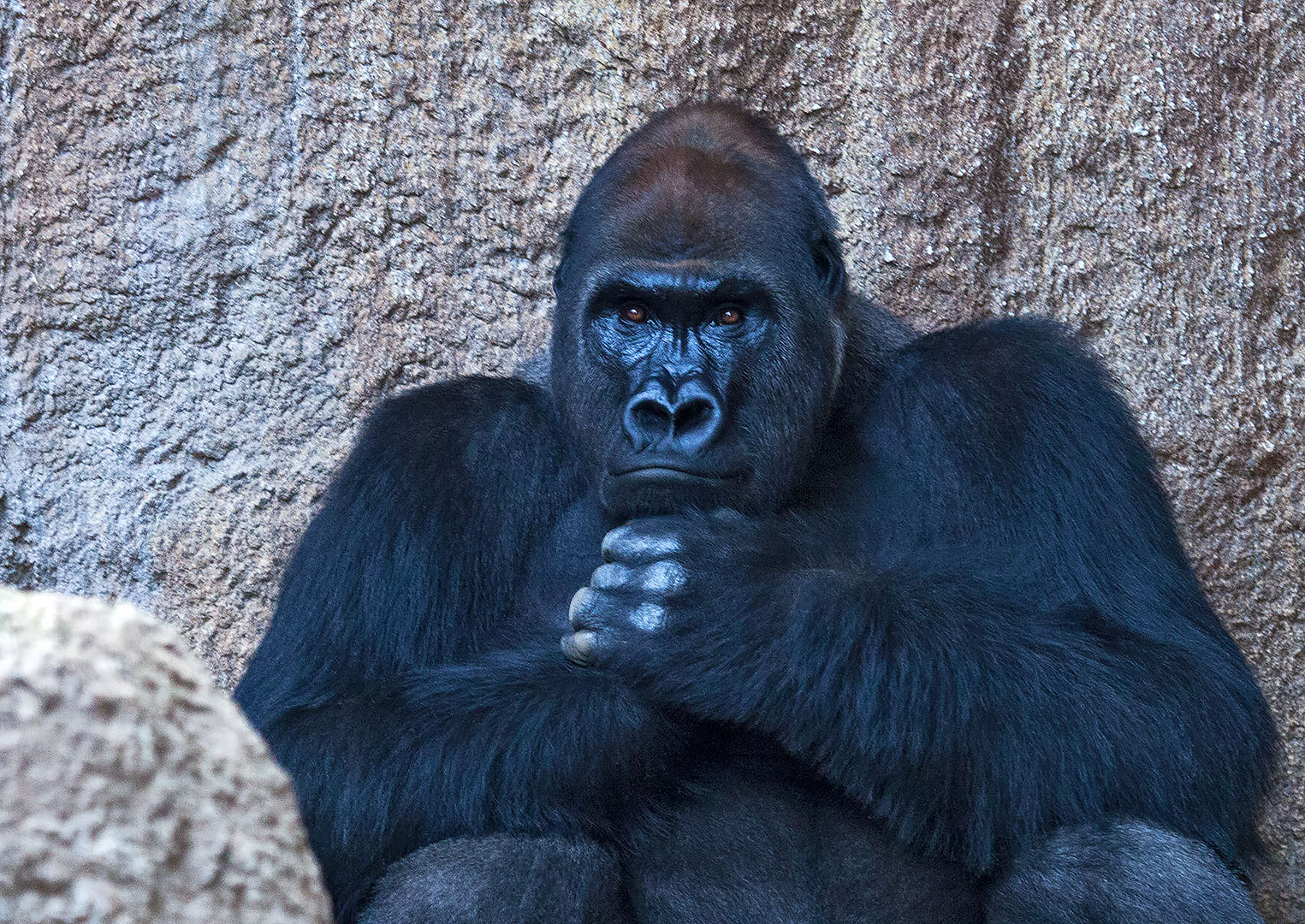 Gorilla-Portrait