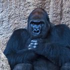 Gorilla-Portrait