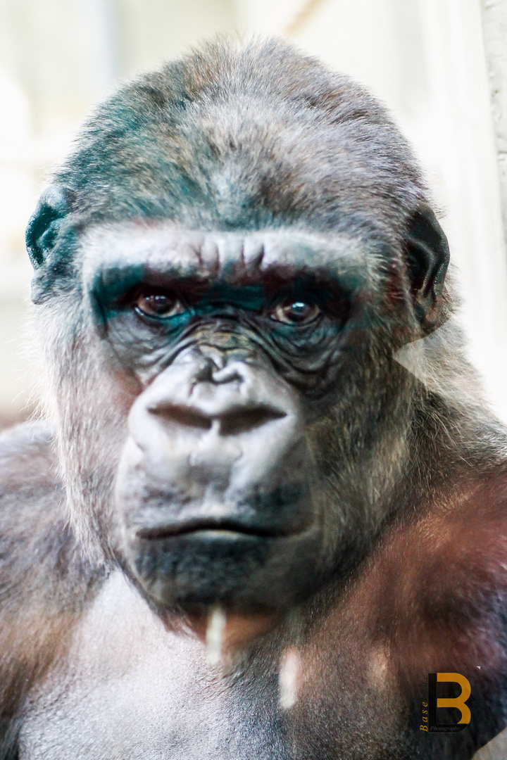 Gorilla-Portrait