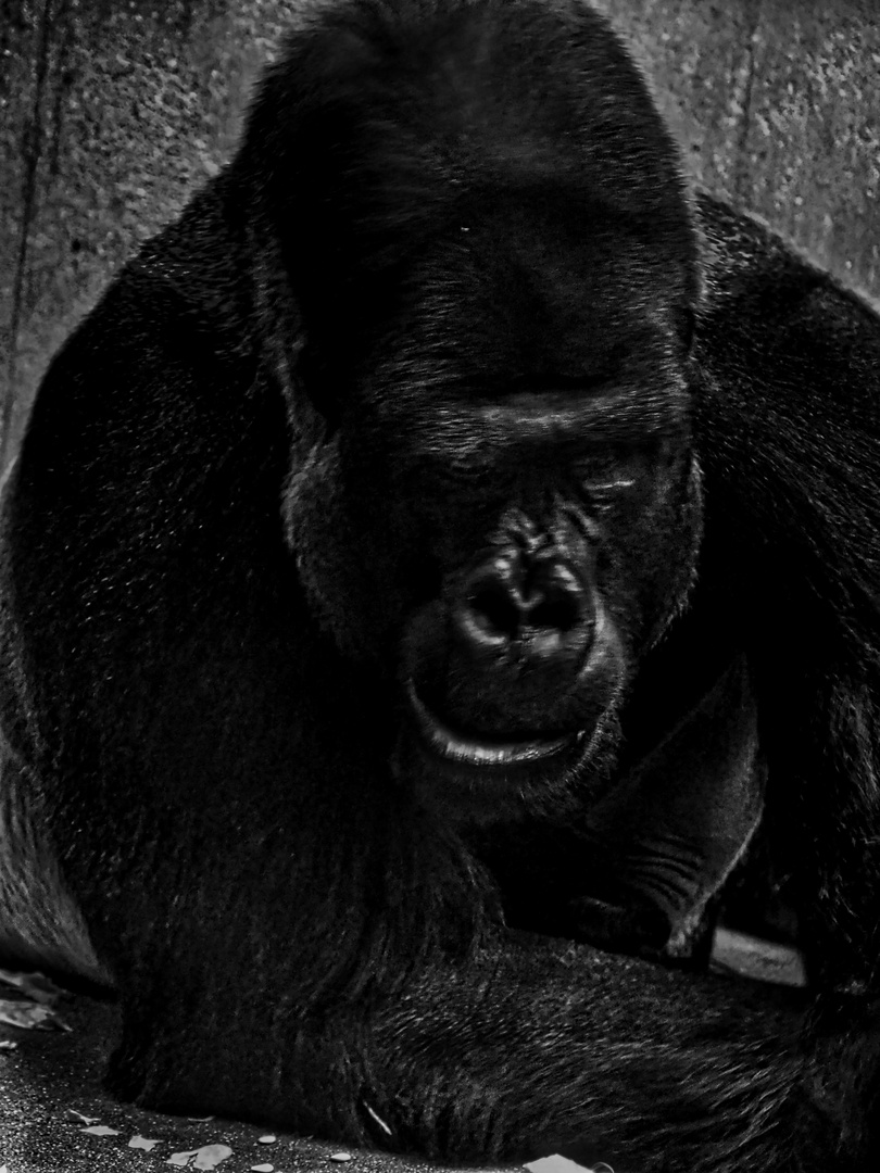 Gorilla-Portrait