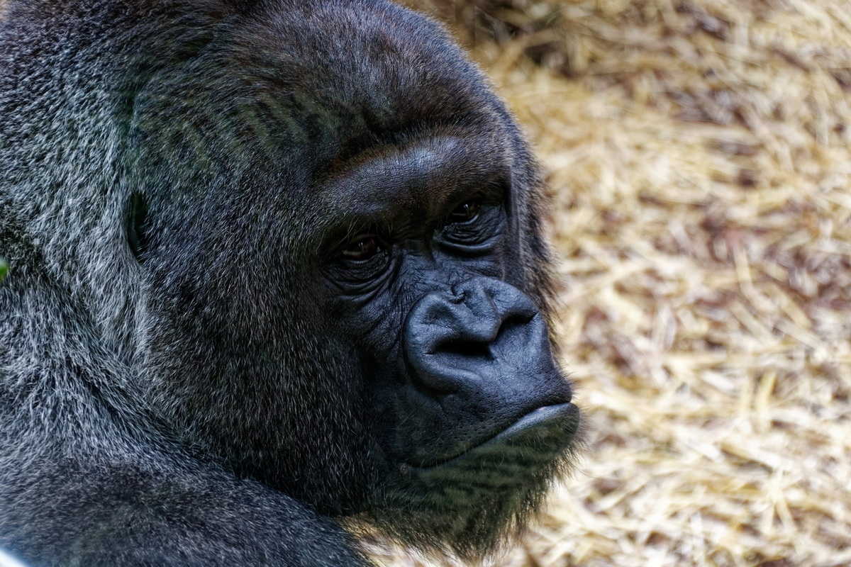 Gorilla Portrait