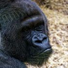 Gorilla Portrait