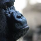 Gorilla Portrait