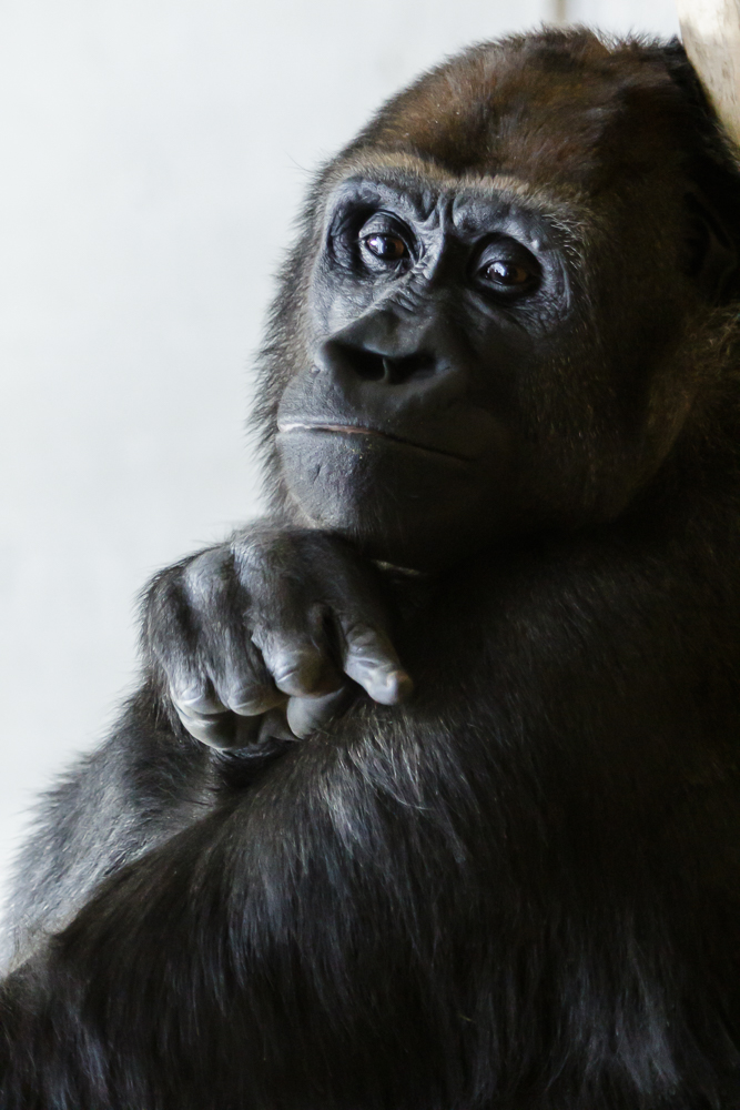 Gorilla Portrait