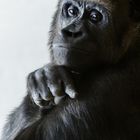 Gorilla Portrait