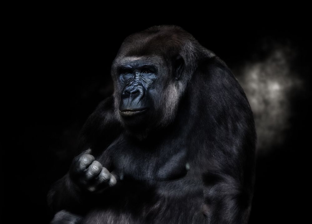 Gorilla Portrait