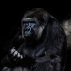 Gorilla Portrait