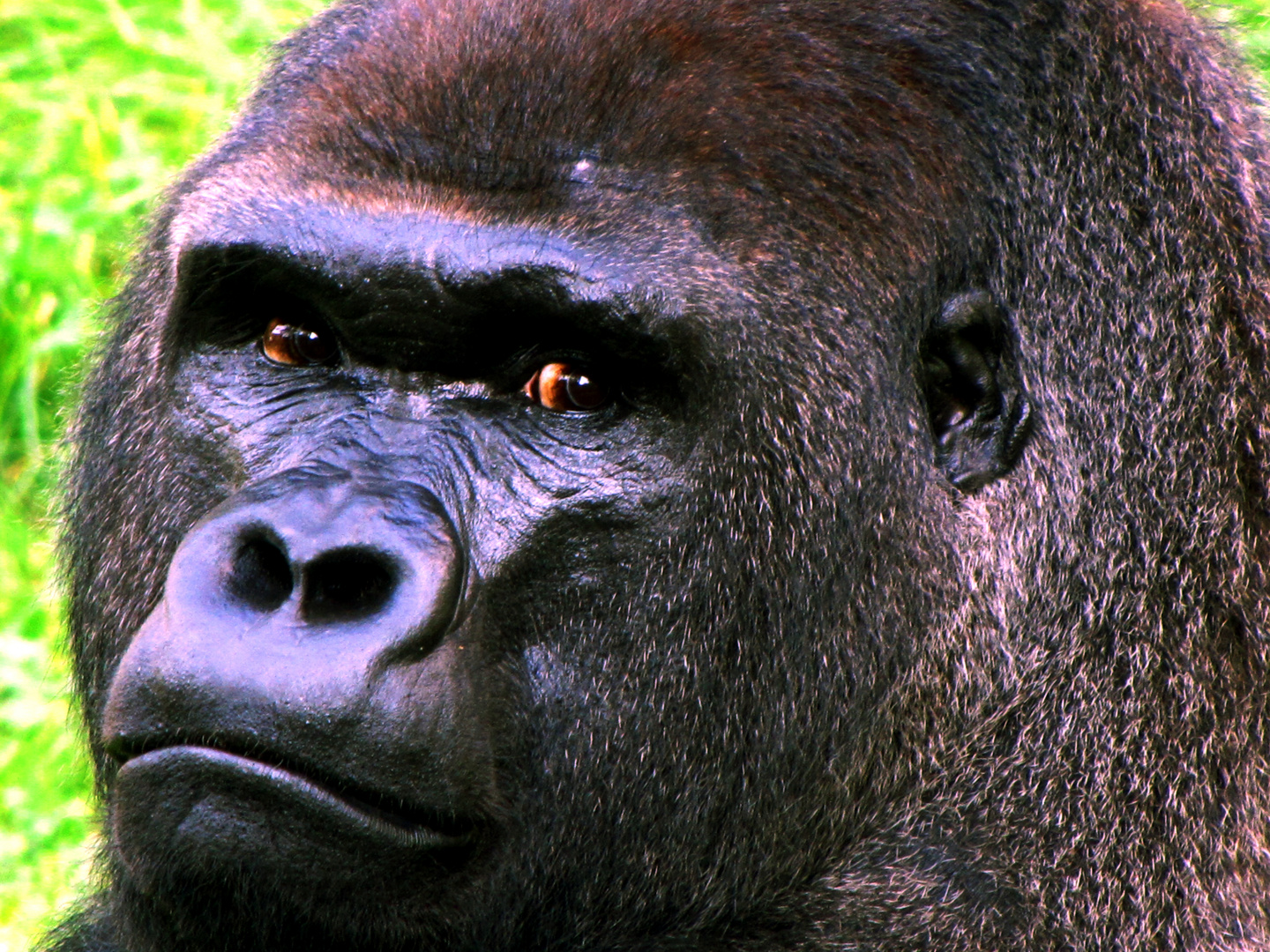 Gorilla-Portrait