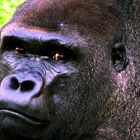 Gorilla-Portrait